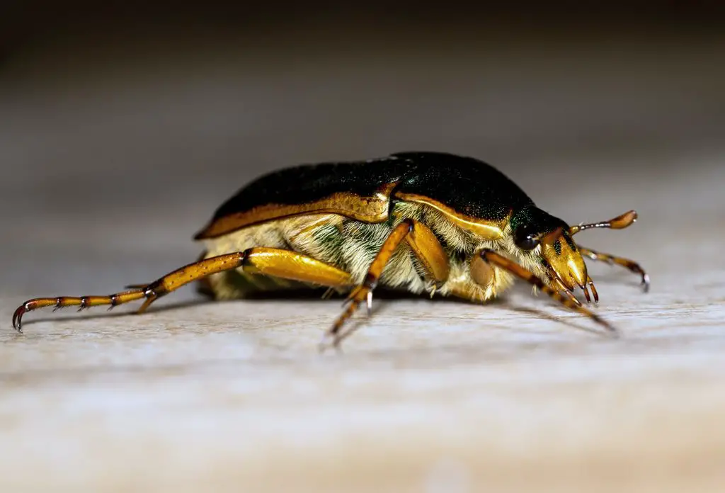 How long can a cockroach live in a vacuum
